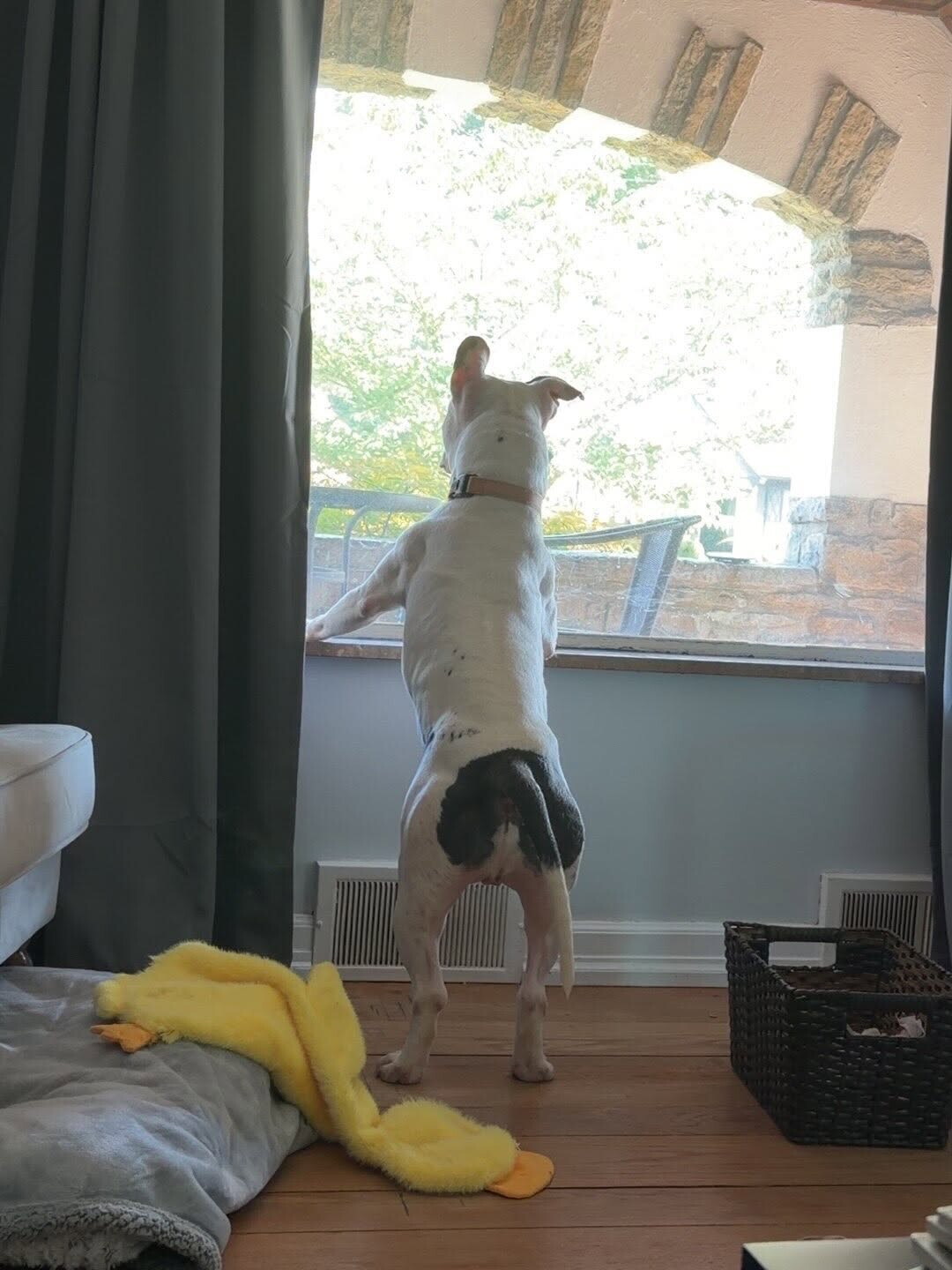View Billy Boy the Dog Photo #21