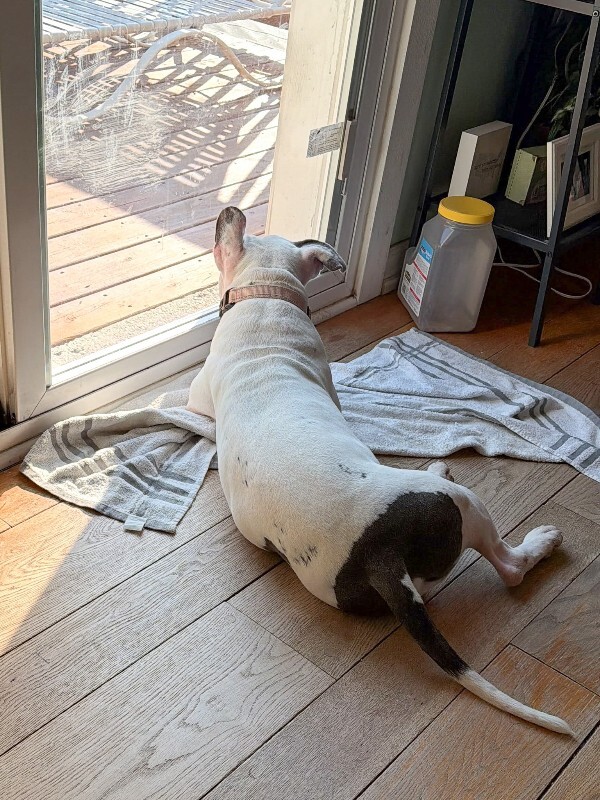 View Billy Boy the Dog Photo #6