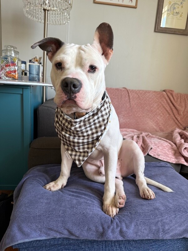 Billy Boy - Dog