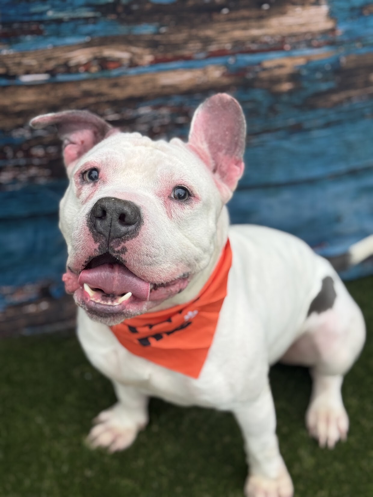 Billy Boy - Dog