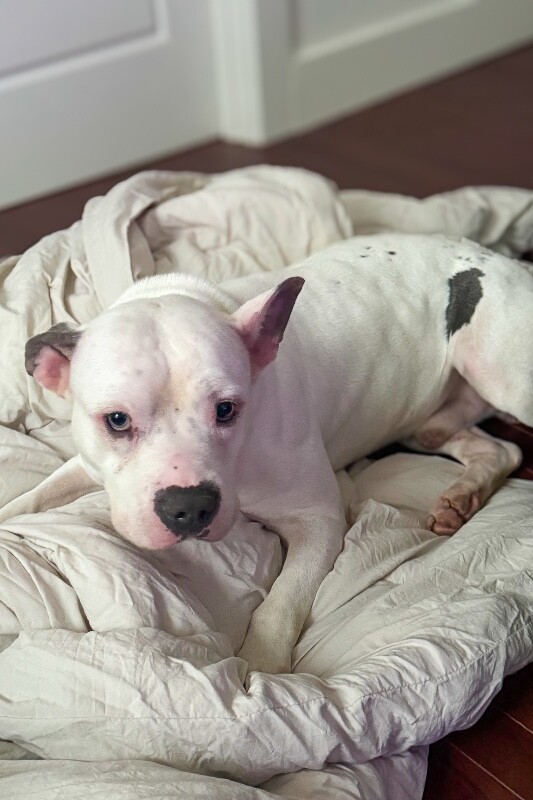 View Billy Boy the Dog Photo #3