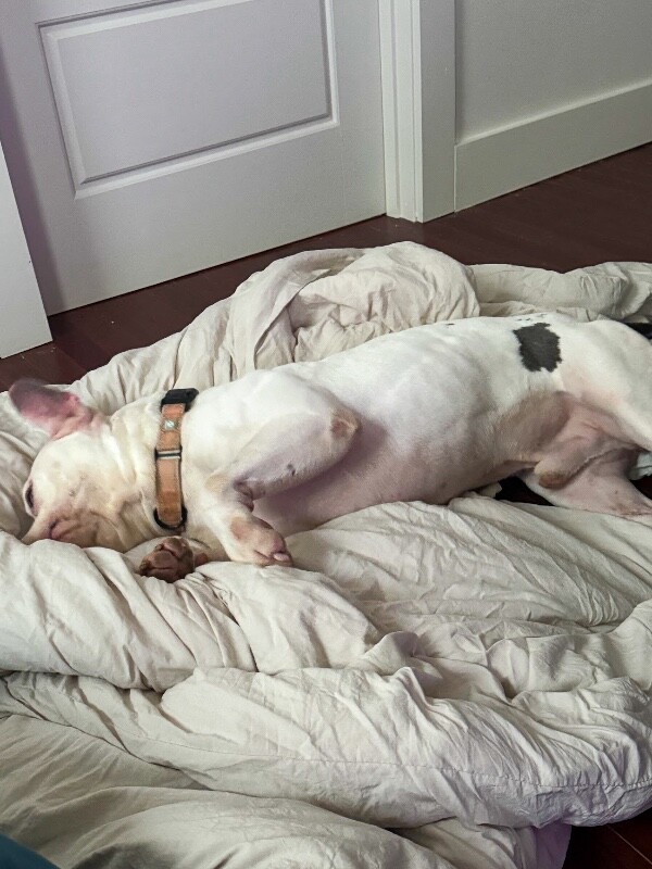 View Billy Boy the Dog Photo #5