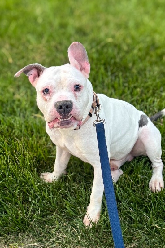 Learn More About Billy Boy Billy Boy - Dog