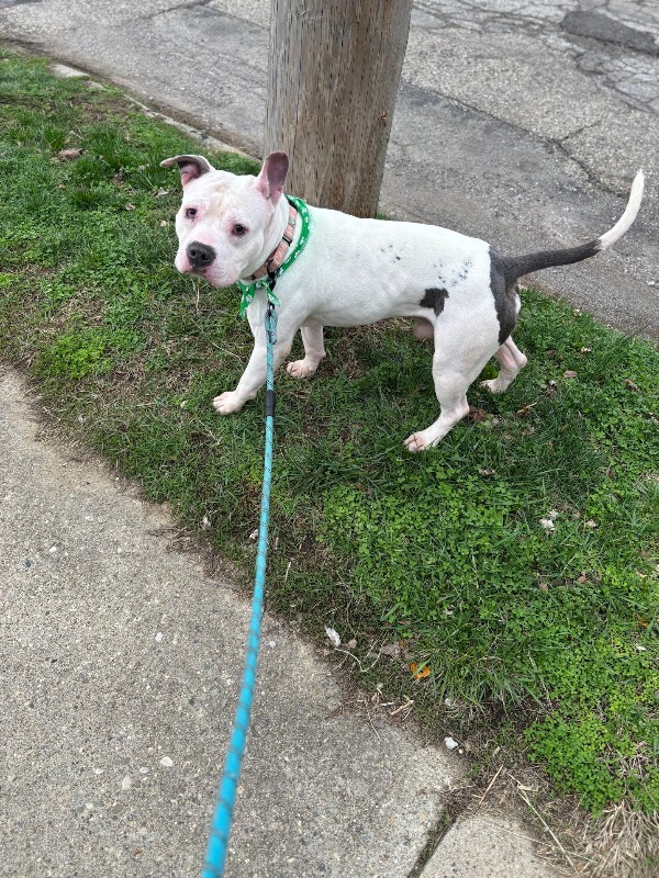 View Billy Boy the Dog Photo #4