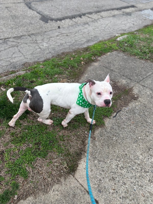 View Billy Boy the Dog Photo #3