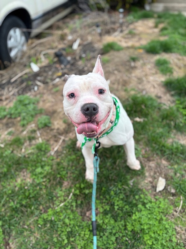 View Billy Boy the Dog Photo #2