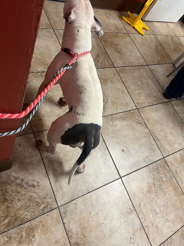 View Billy Boy the Dog Photo #3