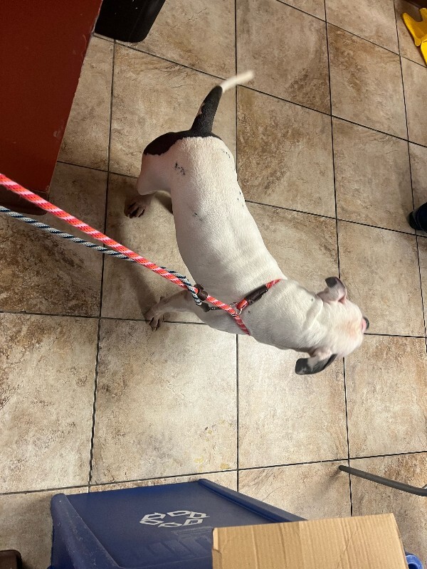 View Billy Boy the Dog Photo #4