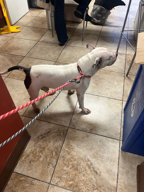 View Billy Boy the Dog Photo #2