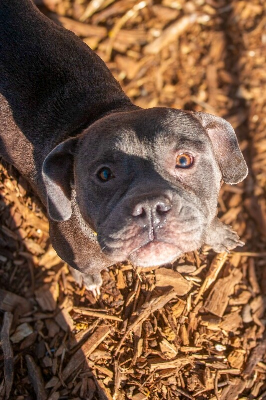 View Jilly Girl the Dog Photo #3