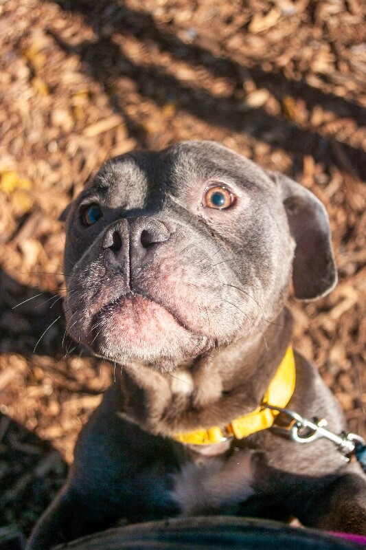 View Jilly Girl the Dog Photo #4