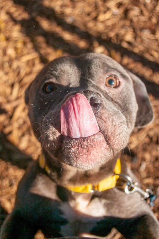 View Jilly Girl the Dog Photo #2