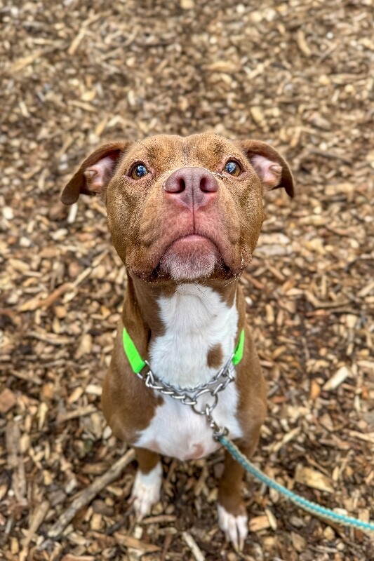 View Cinnamon the Dog Photo #2