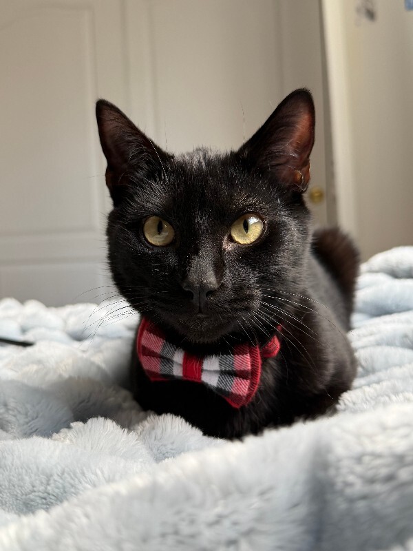 IMG 0515 Hiromi Platt