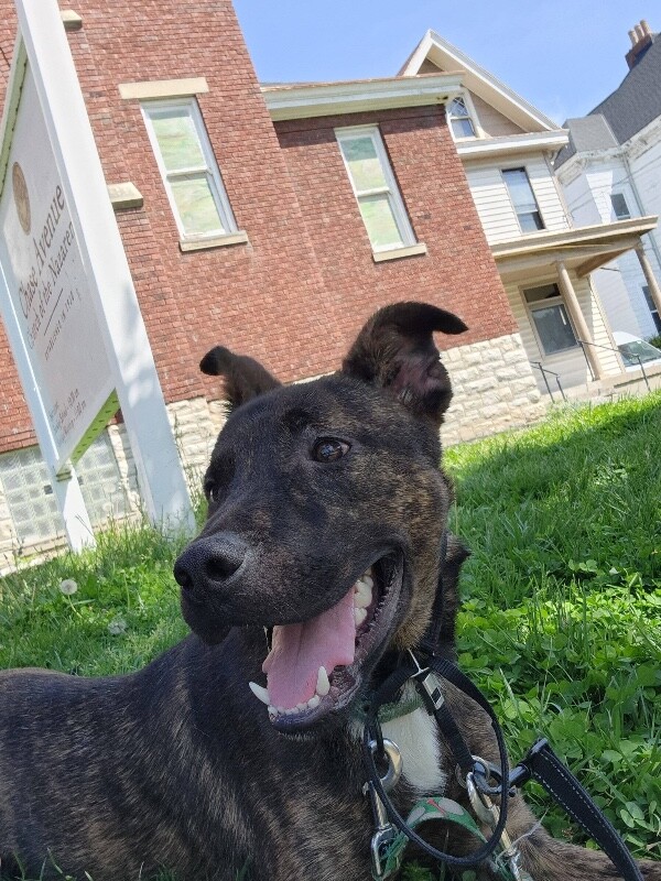 View Solofa the Dog Photo #8