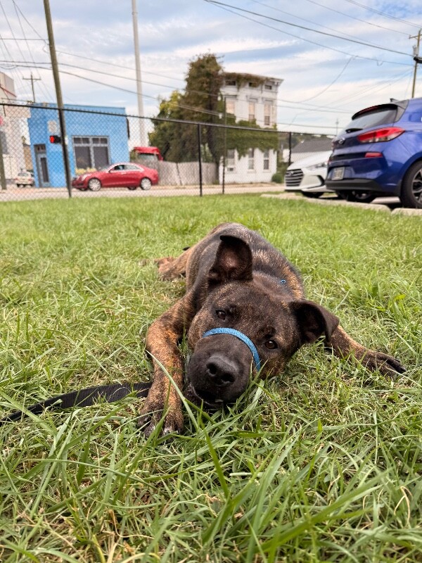 View Solofa the Dog Photo #5