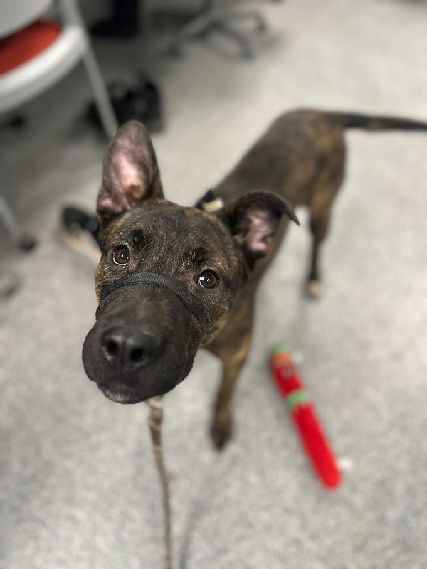 View Solofa the Dog Photo #6