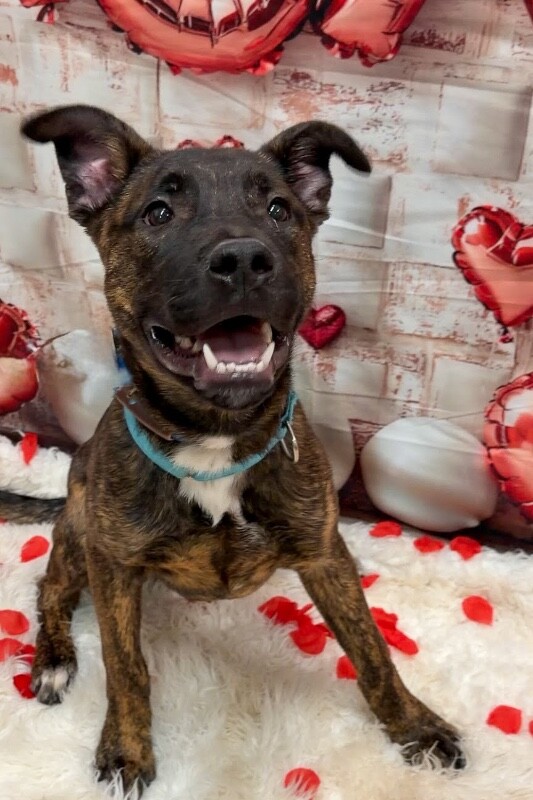 View Solofa the Dog Photo #3