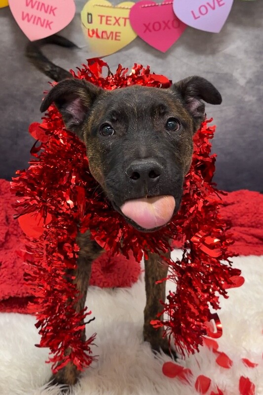 View Solofa the Dog Photo #5