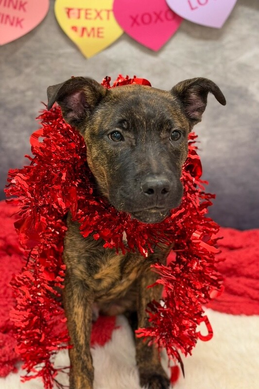 View Solofa the Dog Photo #4