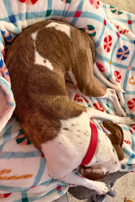 View Mrs. Lovett the Dog Photo #4