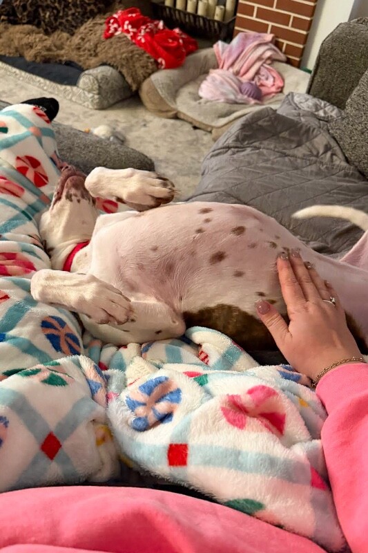 View Mrs. Lovett the Dog Photo #5