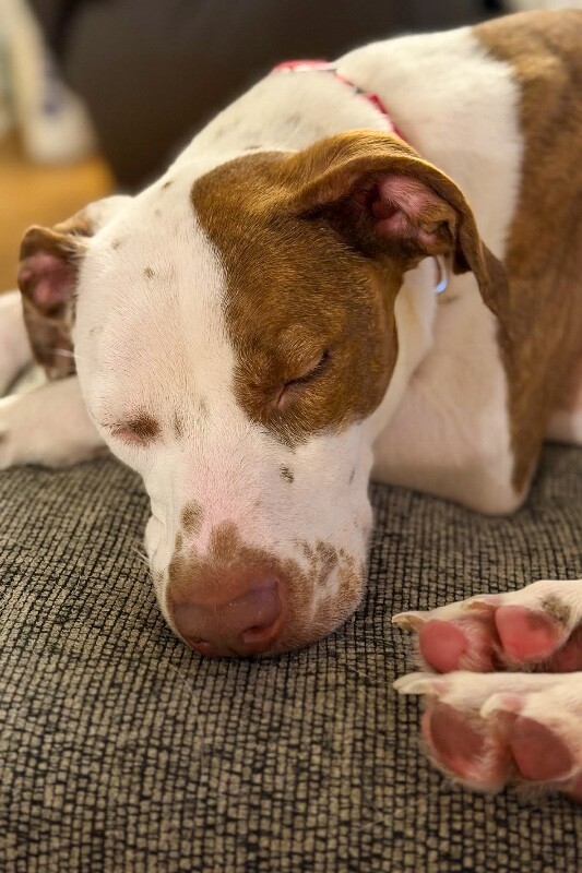 View Mrs. Lovett the Dog Photo #6