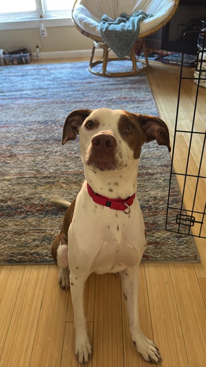 View Annie the Dog Photo #16