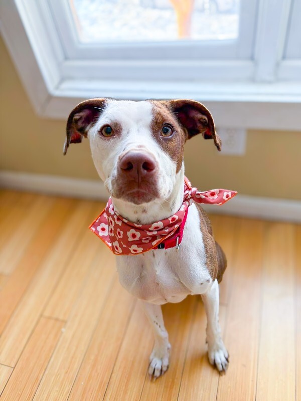 Annie - Dog