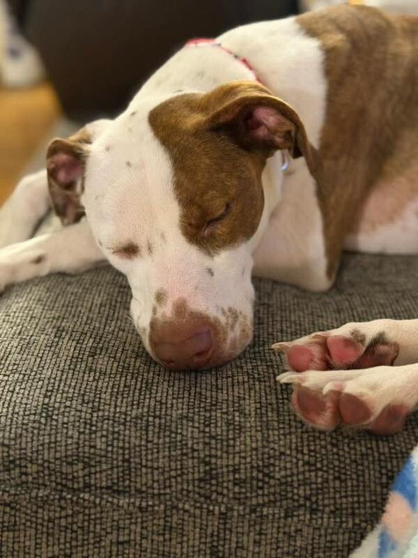 View Mrs. Lovett the Dog Photo #3