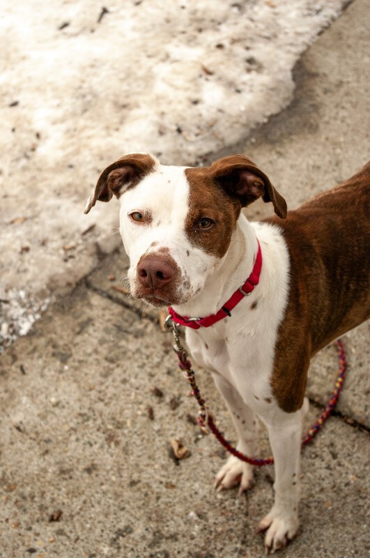 View Mrs. Lovett the Dog Photo #7