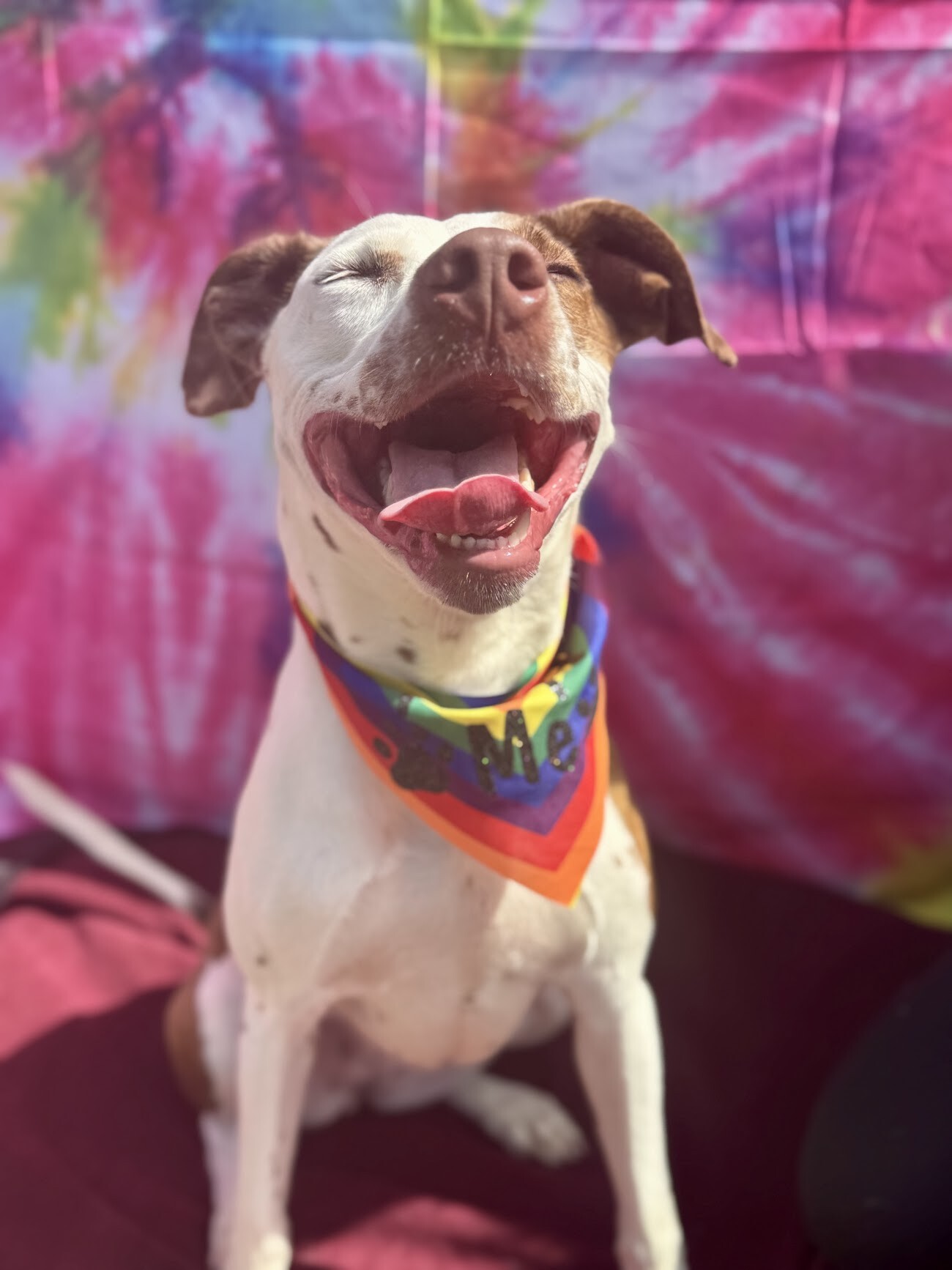 Annie - Dog