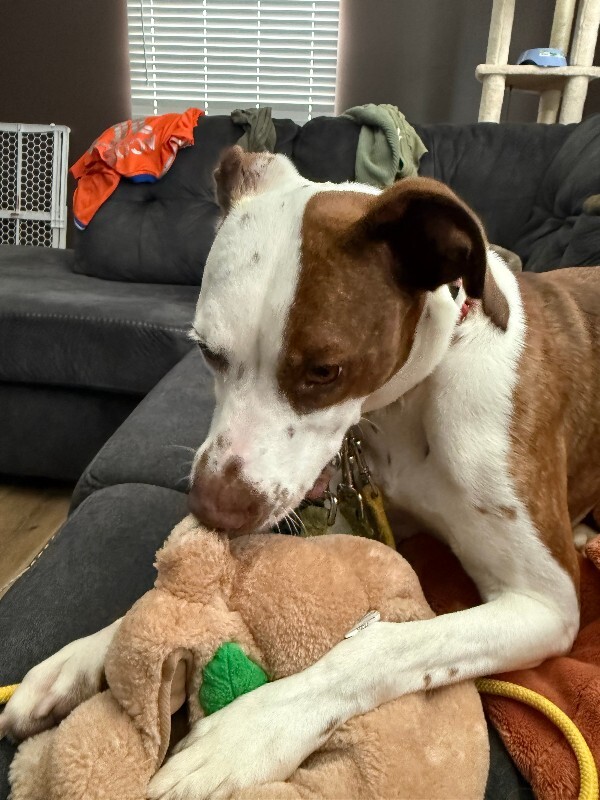 View Annie the Dog Photo #15
