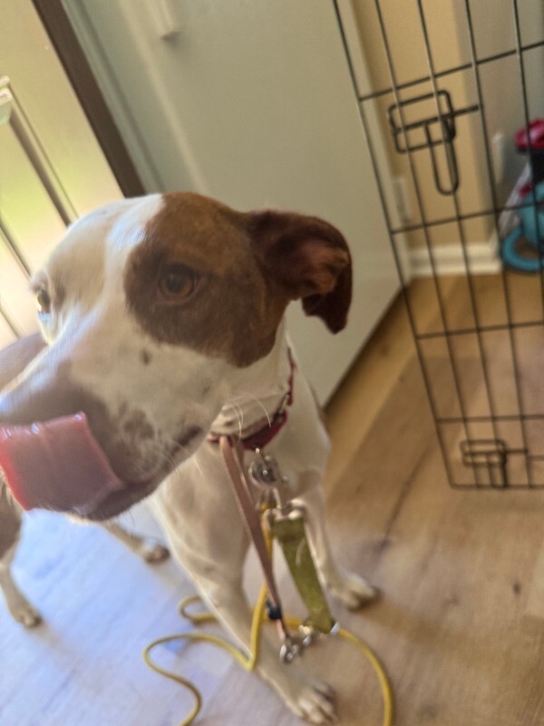 View Annie the Dog Photo #17