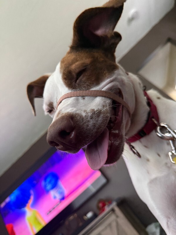 View Annie the Dog Photo #16