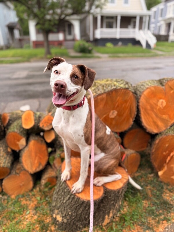 Annie - Dog