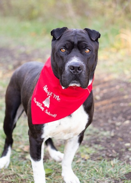 View Gunter the Dog Photo #2