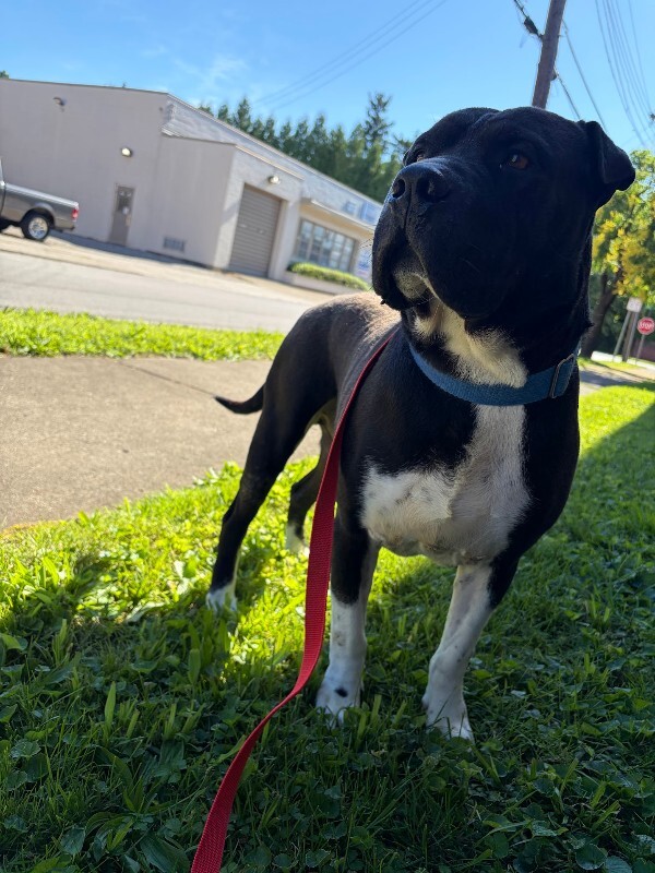 View Gunter the Dog Photo #16