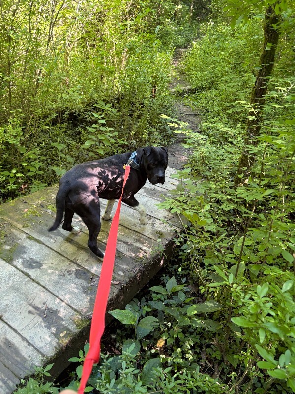 View Gunter the Dog Photo #19