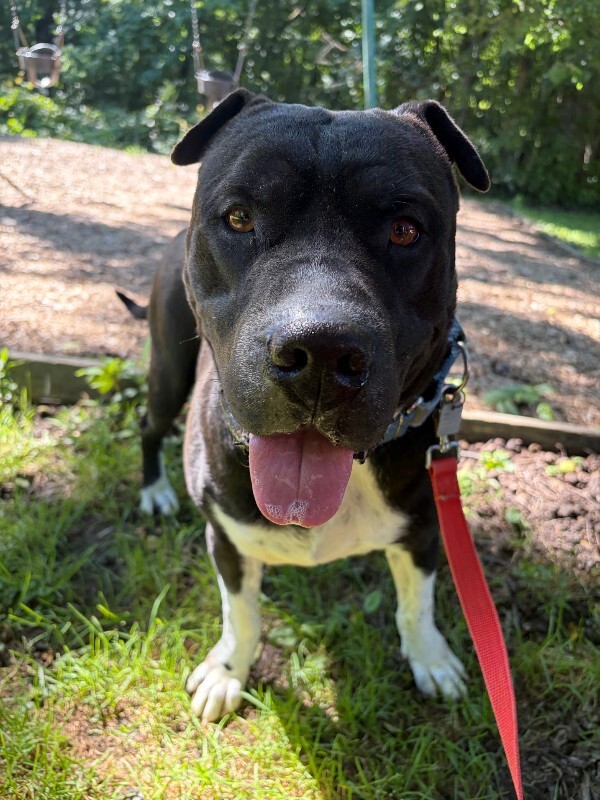 View Gunter the Dog Photo #15