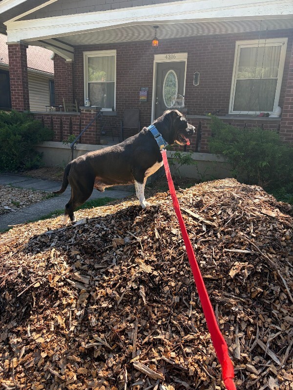 View Gunter the Dog Photo #18