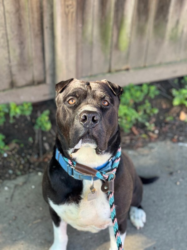 View Gunter the Dog Photo #23