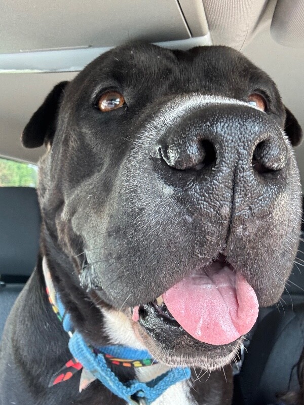 View Gunter the Dog Photo #8