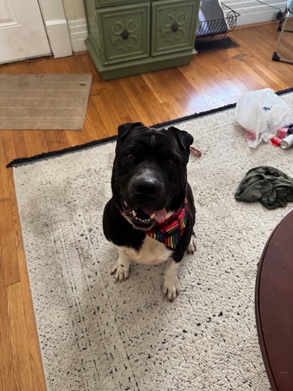 View Gunter the Dog Photo #10