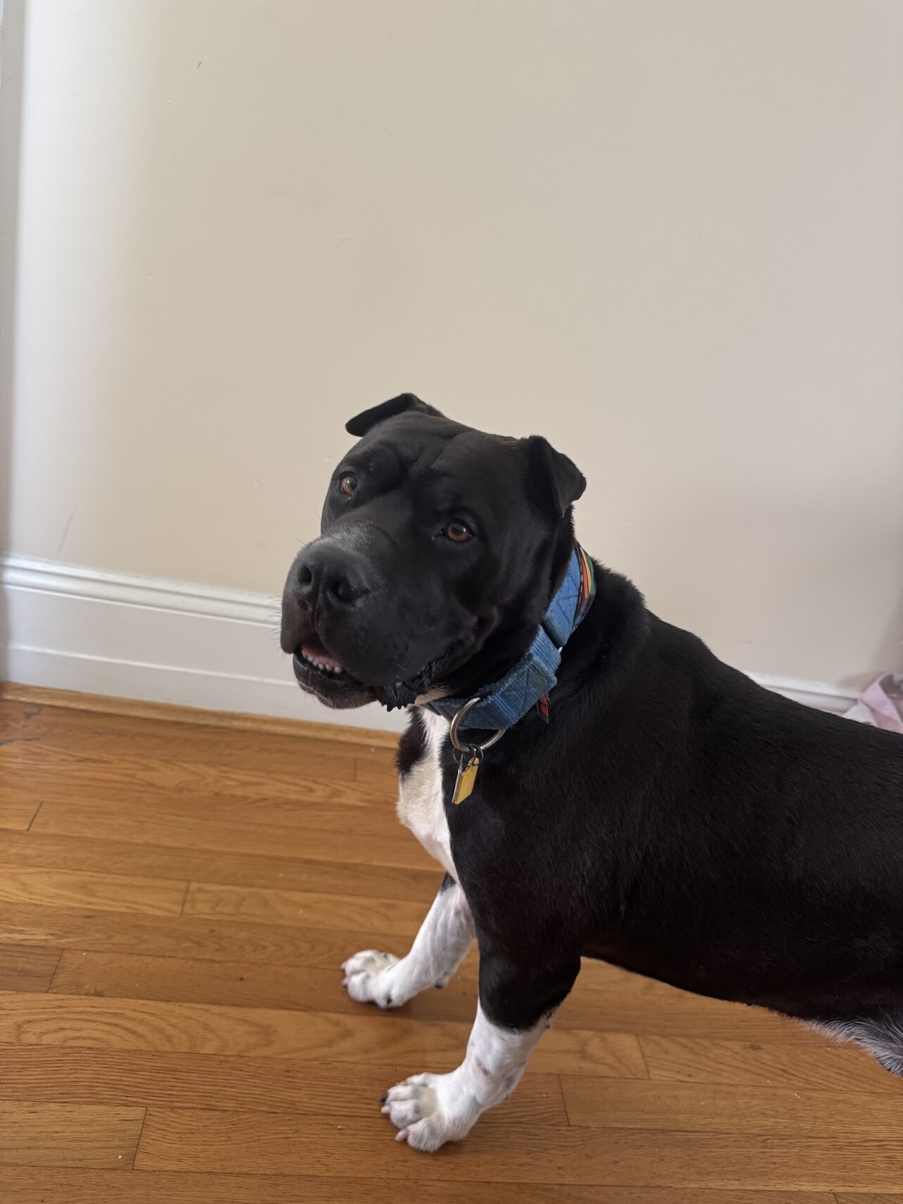 View Gunter the Dog Photo #11