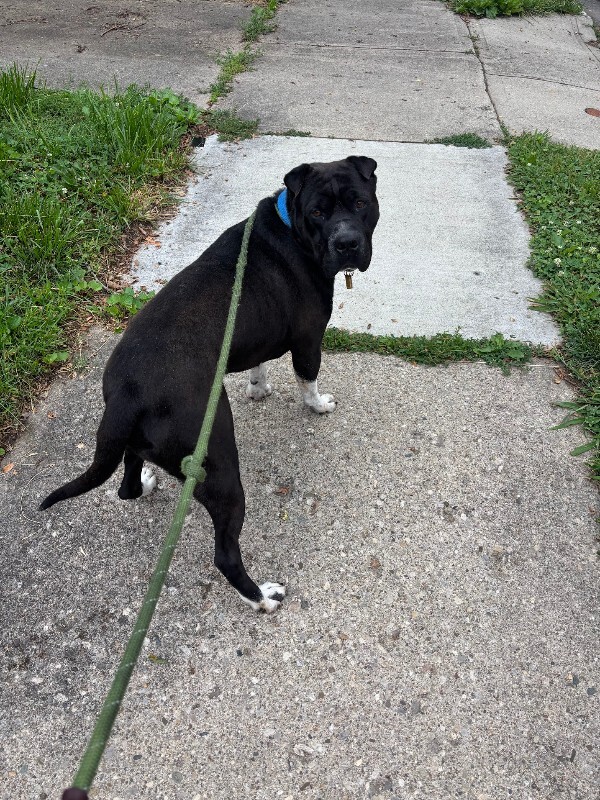 View Gunter the Dog Photo #20