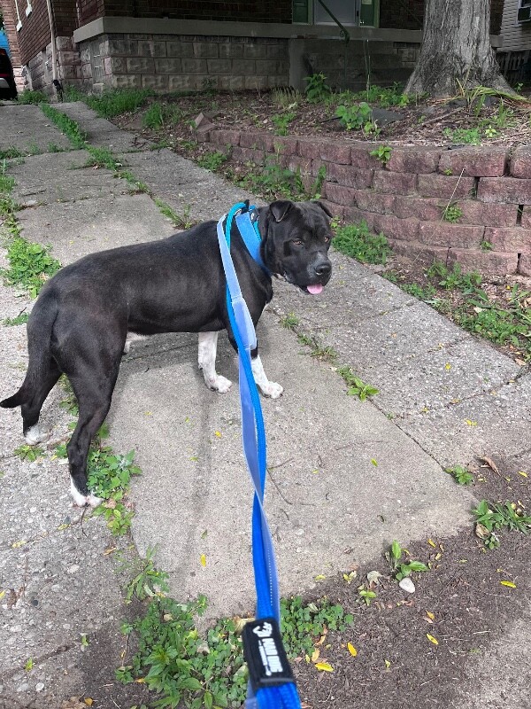View Gunter the Dog Photo #7