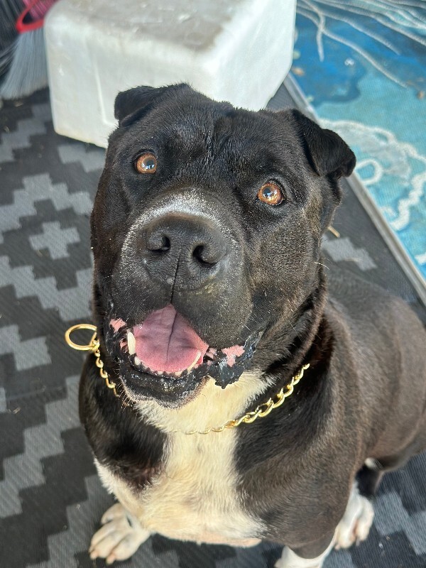 View Gunter the Dog Photo #2