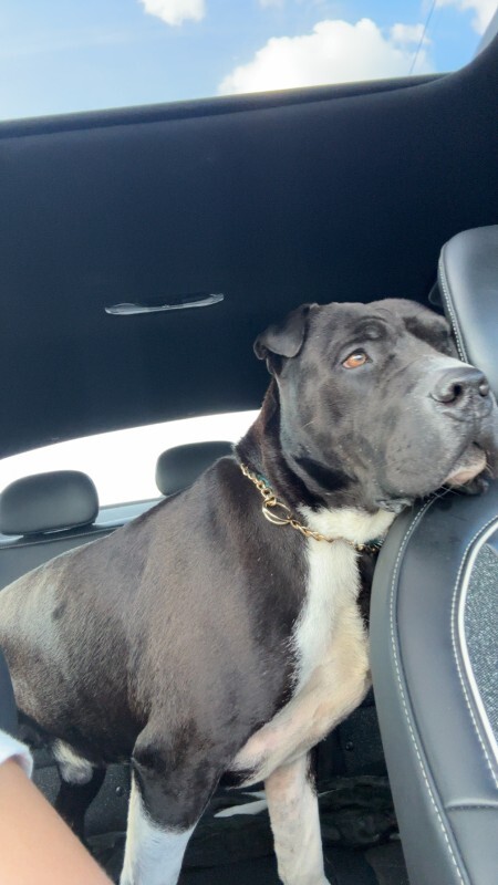 View Gunter the Dog Photo #13
