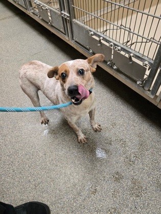 View Ozzie the Dog Photo #2